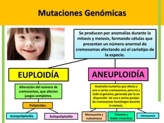 Mutaciones Genómicas
Se producen por anomalías durante la
mitosis y meiosis, formando células que
presentan un número anormal de
cromosomas afectando así el cariotipo de
la especie.
EUPLOIDÍA ANEUPLOIDÍA
Alteración del número de
cromosomas, que afectan
juegos completos.
Anomalía numérica que afecta a
uno o varios cromosomas, pero no a
todo el genoma, generada por la no
disyunción de una o varias parejas
de cromosomas homólogos durante
la meiosis.Poliploides
AulopoliploidíaAutopoliploidía Monosomía y
nulisómicos
Trisomía y
Doble trisómicos
tetrasomía
 