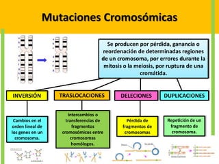 Mutaciones Cromosómicas
Se producen por pérdida, ganancia o
reordenación de determinadas regiones
de un cromosoma, por errores durante la
mitosis o la meiosis, por ruptura de una
cromátida.
INVERSIÓN TRASLOCACIONES DELECIONES DUPLICACIONES
Cambios en el
orden lineal de
los genes en un
cromosoma.
Intercambios o
transferencias de
fragmentos
cromosómicos entre
cromosomas
homólogos.
Pérdida de
fragmentos de
cromosomas
Repetición de un
fragmento de
cromosoma.
 