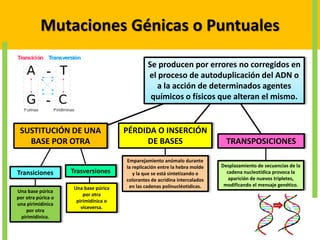 Mutaciones Génicas o Puntuales
Se producen por errores no corregidos en
el proceso de autoduplicación del ADN o
a la acción de determinados agentes
químicos o físicos que alteran el mismo.
SUSTITUCIÓN DE UNA
BASE POR OTRA
PÉRDIDA O INSERCIÓN
DE BASES TRANSPOSICIONES
Transiciones Trasversiones
Una base púrica
por otra púrica o
una pirimidínica
por otra
pirimidínica.
Una base púrica
por otra
pirimidínica o
viceversa.
Emparejamiento anómalo durante
la replicación entre la hebra molde
y la que se está sintetizando o
colorantes de acridina intercalados
en las cadenas polinucléotidicas.
Desplazamiento de secuencias de la
cadena nucleotídica provoca la
aparición de nuevos tripletes,
modificando el mensaje genético.
 