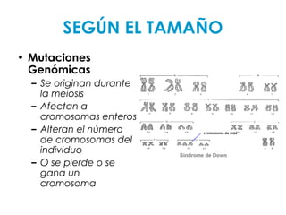 SEGÚN EL TAMAÑO
• Mutaciones
Genómicas
– Se originan durante
la meiosis
– Afectan a
cromosomas enteros
– Alteran el número
de cromosomas del
individuo
– O se pierde o se
gana un
cromosoma
 