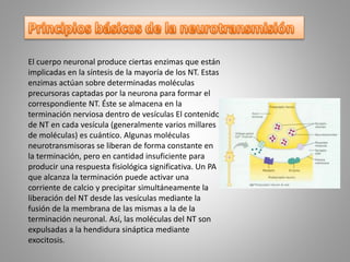 El cuerpo neuronal produce ciertas enzimas que están
implicadas en la síntesis de la mayoría de los NT. Estas
enzimas actúan sobre determinadas moléculas
precursoras captadas por la neurona para formar el
correspondiente NT. Éste se almacena en la
terminación nerviosa dentro de vesículas El contenido
de NT en cada vesícula (generalmente varios millares
de moléculas) es cuántico. Algunas moléculas
neurotransmisoras se liberan de forma constante en
la terminación, pero en cantidad insuficiente para
producir una respuesta fisiológica significativa. Un PA
que alcanza la terminación puede activar una
corriente de calcio y precipitar simultáneamente la
liberación del NT desde las vesículas mediante la
fusión de la membrana de las mismas a la de la
terminación neuronal. Así, las moléculas del NT son
expulsadas a la hendidura sináptica mediante
exocitosis.
 