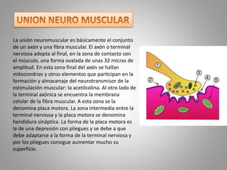 La unión neuromuscular es básicamente el conjunto
de un axón y una fibra muscular. El axón o terminal
nerviosa adopta al final, en la zona de contacto con
el músculo, una forma ovalada de unas 32 micras de
amplitud. En esta zona final del axón se hallan
mitocondrias y otros elementos que participan en la
formación y almacenaje del neurotransmisor de la
estimulación muscular: la acetilcolina. Al otro lado de
la terminal axónica se encuentra la membrana
celular de la fibra muscular. A esta zona se la
denomina placa motora. La zona intermedia entre la
terminal nerviosa y la placa motora se denomina
hendidura sináptica. La forma de la placa motora es
la de una depresión con pliegues y se debe a que
debe adaptarse a la forma de la terminal nerviosa y
por los pliegues consigue aumentar mucho su
superficie.
 