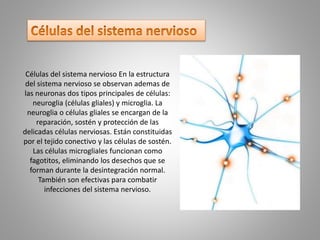 Células del sistema nervioso En la estructura
del sistema nervioso se observan ademas de
las neuronas dos tipos principales de células:
neuroglia (células gliales) y microglia. La
neuroglia o células gliales se encargan de la
reparación, sostén y protección de las
delicadas células nerviosas. Están constituidas
por el tejido conectivo y las células de sostén.
Las células microgliales funcionan como
fagotitos, eliminando los desechos que se
forman durante la desintegración normal.
También son efectivas para combatir
infecciones del sistema nervioso.
 