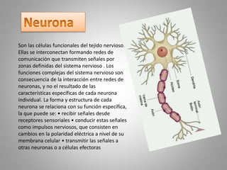 Son las células funcionales del tejido nervioso.
Ellas se interconectan formando redes de
comunicación que transmiten señales por
zonas definidas del sistema nervioso . Los
funciones complejas del sistema nervioso son
consecuencia de la interacción entre redes de
neuronas, y no el resultado de las
características específicas de cada neurona
individual. La forma y estructura de cada
neurona se relaciona con su función específica,
la que puede se: • recibir señales desde
receptores sensoriales • conducir estas señales
como impulsos nerviosos, que consisten en
cambios en la polaridad eléctrica a nivel de su
membrana celular • transmitir las señales a
otras neuronas o a células efectoras
 