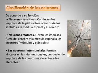 De acuerdo a su función:
• Neuronas sensitivas. Conducen los
impulsos de la piel u otros órganos de los
sentidos a la médula espinal y al cerebro
• Neuronas motoras. Llevan los impulsos
fuera del cerebro y la médula espinal a los
efectores (músculos y glándulas)
• Las neuronas internunciales forman
vínculos en las vías neuronales, conduciendo
impulsos de las neuronas aferentes a las
eferentes.
 
