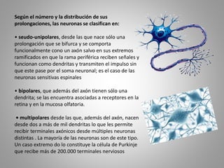 Según el número y la distribución de sus
prolongaciones, las neuronas se clasifican en:
• seudo-unipolares, desde las que nace sólo una
prolongación que se bifurca y se comporta
funcionalmente cono un axón salvo en sus extremos
ramificados en que la rama periférica reciben señales y
funcionan como dendritas y transmiten el impulso sin
que este pase por el soma neuronal; es el caso de las
neuronas sensitivas espinales
• bipolares, que además del axón tienen sólo una
dendrita; se las encuentra asociadas a receptores en la
retina y en la mucosa olfatoria.
• multipolares desde las que, además del axón, nacen
desde dos a más de mil dendritas lo que les permite
recibir terminales axónicos desde múltiples neuronas
distintas . La mayoría de las neuronas son de este tipo.
Un caso extremo do lo constituye la célula de Purkinje
que recibe más de 200.000 terminales nerviosos
 