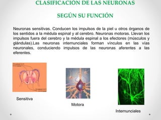 CLASIFICACIÓN DE LAS NEURONAS
SEGÚN SU FUNCIÓN
Neuronas sensitivas. Conducen los impulsos de la piel u otros órganos de
los sentidos a la médula espinal y al cerebro. Neuronas motoras. Llevan los
impulsos fuera del cerebro y la médula espinal a los efectores (músculos y
glándulas).Las neuronas internunciales forman vínculos en las vías
neuronales, conduciendo impulsos de las neuronas aferentes a las
eferentes.
Sensitiva
Motora
Internunciales
 