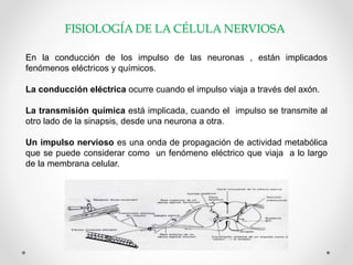 FISIOLOGÍA DE LA CÉLULA NERVIOSA
En la conducción de los impulso de las neuronas , están implicados
fenómenos eléctricos y químicos.
La conducción eléctrica ocurre cuando el impulso viaja a través del axón.
La transmisión química está implicada, cuando el impulso se transmite al
otro lado de la sinapsis, desde una neurona a otra.
Un impulso nervioso es una onda de propagación de actividad metabólica
que se puede considerar como un fenómeno eléctrico que viaja a lo largo
de la membrana celular.
 