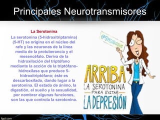 Principales Neurotransmisores
La Serotonina
La serotonina (5-hidroxitriptamina)
(5-HT) se origina en el núcleo del
rafe y las neuronas de la línea
media de la protuberancia y el
mesencéfalo. Deriva de la
hidroxilación del triptófano
mediante la acción de la triptófano-
hidroxilasa que produce 5-
hidroxitriptófano; éste es
descarboxilado, dando lugar a la
serotonina. El estado de ánimo, la
digestión, el sueño y la sexualidad,
por nombrar algunas funciones,
son las que controla la serotonina.
 