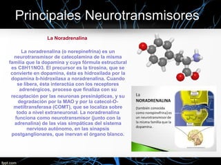 La Noradrenalina
La noradrenalina (o norepinefrina) es un
neurotransmisor de catecolamina de la misma
familia que la dopamina y cuya fórmula estructural
es C8H11NO3. El precursor es la tirosina, que se
convierte en dopamina, ésta es hidroxilada por la
dopamina b-hidroxilasa a noradrenalina. Cuando
se libera, ésta interactúa con los receptores
adrenérgicos, proceso que finaliza con su
recaptación por las neuronas presinápticas, y su
degradación por la MAO y por la catecol-O-
metiltransferasa (COMT), que se localiza sobre
todo a nivel extraneuronal. La noradrenalina
funciona como neurotransmisor (junto con la
adrenalina) de las vías simpáticas del sistema
nervioso autónomo, en las sinapsis
postganglionares, que inervan el órgano blanco.
 