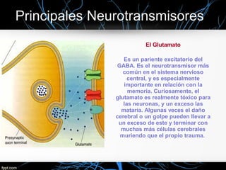 El Glutamato
Es un pariente excitatorio del
GABA. Es el neurotransmisor más
común en el sistema nervioso
central, y es especialmente
importante en relación con la
memoria. Curiosamente, el
glutamato es realmente tóxico para
las neuronas, y un exceso las
mataría. Algunas veces el daño
cerebral o un golpe pueden llevar a
un exceso de este y terminar con
muchas más células cerebrales
muriendo que el propio trauma.
 