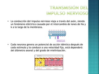 • La conducción del impulso nervioso viaja a través del axón, siendo
un fenómeno eléctrico causado por el intercambio de iones de Na y
k a lo largo de la membrana.
• Cada neurona genera un potencial de acción idéntico después de
cada estimulo y lo conduce a una velocidad fija, está dependerá
del diámetro axonal y del grado de mielinización.
 