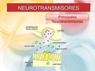 NEUROTRANSMISORES 
Principales 
Neurotransmisores 
 