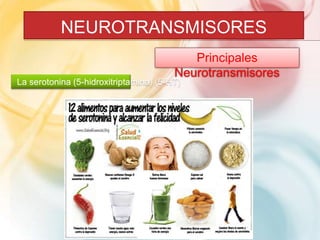 NEUROTRANSMISORES 
Principales 
Neurotransmisores 
La serotonina (5-hidroxitriptamina) (5-HT) 
 