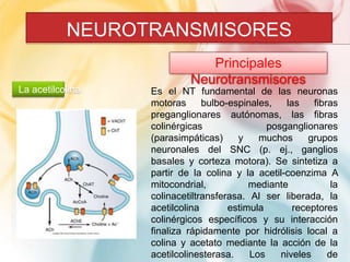NEUROTRANSMISORES 
Principales 
Neurotransmisores 
La acetilcolina Es el NT fundamental de las neuronas 
motoras bulbo-espinales, las fibras 
preganglionares autónomas, las fibras 
colinérgicas posganglionares 
(parasimpáticas) y muchos grupos 
neuronales del SNC (p. ej., ganglios 
basales y corteza motora). Se sintetiza a 
partir de la colina y la acetil-coenzima A 
mitocondrial, mediante la 
colinacetiltransferasa. Al ser liberada, la 
acetilcolina estimula receptores 
colinérgicos específicos y su interacción 
finaliza rápidamente por hidrólisis local a 
colina y acetato mediante la acción de la 
acetilcolinesterasa. Los niveles de 
 
