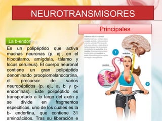 NEUROTRANSMISORES 
Principales 
Neurotransmisores 
La b-endorfina 
Es un polipéptido que activa 
muchas neuronas (p. ej., en el 
hipotálamo, amígdala, tálamo y 
locus ceruleus). El cuerpo neuronal 
contiene un gran polipéptido 
denominado proopiomelanocortina, 
el precursor de varios 
neuropéptidos (p. ej., a, b y g-endorfinas). 
Este polipéptido es 
transportado a lo largo del axón y 
se divide en fragmentos 
específicos, uno de los cuales es la 
b- endorfina, que contiene 31 
aminoácidos. Tras su liberación e 
 