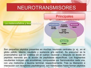 NEUROTRANSMISORES 
Principales 
Neurotransmisores 
La metencefalina y leuencefalina 
Son pequeños péptidos presentes en muchas neuronas centrales (p. ej., en el 
globo pálido, tálamo, caudado y sustancia gris central). Su precursor es la 
proencefalina que se sintetiza en el cuerpo neuronal y después se divide en 
péptidos menores por la acción de peptidasas específicas. Los fragmentos 
resultantes incluyen dos encefalinas, compuestas por 5aminoácidos cada una, 
con una metionina o leucina terminal, respectivamente. Tras su liberación e 
interacción con receptores peptidérgicos, son hidrolizadas hasta formar péptidos 
inactivos y aminoácidos, como son las dinorfinas y la sustancia P. 
 