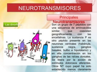 NEUROTRANSMISORES 
Principales 
Neurotransmisores 
Las dinorfinas Son un grupo de 7 péptidos con 
una secuencia de aminoácidos 
similar, que coexisten 
geográficamente con las 
encefalinas. La sustancia P es 
otro péptido presente en las 
neuronas centrales (habénula, 
sustancia negra, ganglios 
basales, bulbo e hipotálamo) y 
en alta concentración en los 
ganglios de las raíces dorsales. 
Se libera por la acción de 
estímulos dolorosos aferentes. 
Otros NT cuyo papel ha sido 
establecido menos claramente 
son la histamina, la 
 