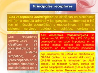 Principales receptores 
Los receptores colinérgicos se clasifican en nicotínicos 
N1 (en la médula adrenal y los ganglios autónomos) o N2 
(en el músculo esquelético) y muscarínicos m1 (en el 
sistema nervioso autónomo, estriado, corteza e 
hipocampo) o m2 (en el sistema nervioso autónomo, 
cLoorsazón, mreúcsecputolorelisso, cerebro posterior y cerebelo). 
adrenérgicos se 
clasifican en a1 
(postsinápticos en 
el sistema 
simpático), A2 
(presinápticos en el 
sistema simpático y 
postsinápticos en el 
cerebro), b1(en el 
Los receptores dopaminérgicos se 
dividen en D1, D2, D3, D4 y D5. D3 y D4 
desempeñan un papel importante en el 
control mental (limitan los síntomas 
negativos en los procesos psicóticos) 
mientras que la activación de los receptores 
LDo2scorenctreoplatoerel ssisdteemGaAeBxAtraspeiracmlaidsaifilc. an en 
GABAA (activan los canales del cloro) y 
GABAB (activan la formación del AMP 
cíclico). El receptor GABAA consta de 
varios polipéptidos distintos y es el lugar de 
acción de varios fármacos neuroactivos, 
incluyendo las benzodiacepinas, los nuevos 
 