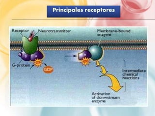 Principales receptores 
 