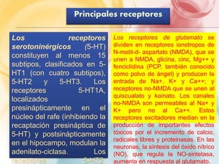 Principales receptores 
Los receptores 
serotoninérgicos (5-HT) 
constituyen al menos 15 
subtipos, clasificados en 5- 
HT1 (con cuatro subtipos), 
5-HT2 y 5-HT3. Los 
receptores 5-HT1A, 
localizados 
presinápticamente en el 
núcleo del rafe (inhibiendo la 
recaptación presináptica de 
5-HT) y postsinápticamente 
en el hipocampo, modulan la 
adenilato-ciclasa. Los 
receptores 5-HT2, 
Los receptores de glutamato se 
dividen en receptores ionotropos de 
N-metil-d- aspartato (NMDA), que se 
unen a NMDA, glicina, cinc, Mg++ y 
fenciclidina (PCP, también conocido 
como polvo de ángel) y producen la 
entrada de Na+, K+ y Ca++; y 
receptores no-NMDA que se unen al 
quiscualato y kainato. Los canales 
no-NMDA son permeables al Na+ y 
K+ pero no al Ca++. Estos 
receptores excitadores median en la 
producción de importantes efectos 
tóxicos por el incremento de calcio, 
radicales libres y proteinasas. En las 
neuronas, la síntesis del óxido nítrico 
(NO), que regula la NO-sintetasa, 
aumenta en respuesta al glutamato. 
 