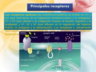 Principales receptores 
Los receptores opiáceos (de endorfina-encefalina) se dividen en m1 y 
m2 (que intervienen en la integración sensitivo-motora y la analgesia), 
D1 y D2 (que afectan a la integración motora, la función cognitiva y la 
analgesia) y k1, k2 y k3 (que influyen en la regulación del balance 
hídrico, la analgesia y la alimentación). Los receptores s, actualmente 
clasificados como no-opiáceos se unen a la PCP y se localizan 
fundamentalmente en el hipotálamo. 
 