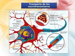 Transporte de los 
neurotransmisores 
 
