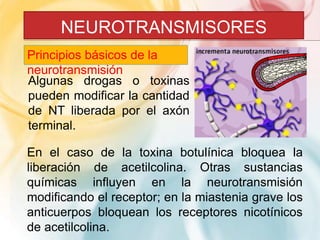 NEUROTRANSMISORES 
Principios básicos de la 
neurotransmisión 
Algunas drogas o toxinas 
pueden modificar la cantidad 
de NT liberada por el axón 
terminal. 
En el caso de la toxina botulínica bloquea la 
liberación de acetilcolina. Otras sustancias 
químicas influyen en la neurotransmisión 
modificando el receptor; en la miastenia grave los 
anticuerpos bloquean los receptores nicotínicos 
de acetilcolina. 
 