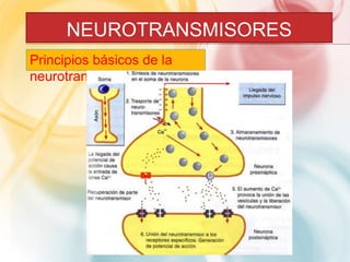 NEUROTRANSMISORES 
Principios básicos de la 
neurotransmisión 
 