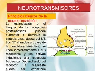 NEUROTRANSMISORES 
Principios básicos de la 
neurotransmisión 
La estimulación o el 
bloqueo de los receptores 
postsinápticos pueden 
aumentar o disminuir la 
síntesis presináptica del NT. 
Los NT difunden a través de 
la hendidura sináptica, se 
unen inmediatamente a sus 
receptores y los activan 
induciendo una respuesta 
fisiológica. Dependiendo del 
receptor, la respuesta 
puede ser excitatoria 
 