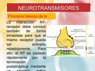 NEUROTRANSMISORES 
Principios básicos de la 
Lnaeurointrtaenrascmciisóinón NT-receptor 
debe concluir 
también de forma 
inmediata para que el 
mismo receptor pueda 
ser activado 
repetidamente. Para 
ello, el NT es captado 
rápidamente por la 
terminación 
postsináptica mediante 
un proceso activo 
 
