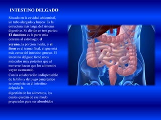 INTESTINO DELGADO
Situado en la cavidad abdominal,
un tubo alargado y hueco Es la
estructura más larga del sistema
digestivo. Se divide en tres partes:
El duodeno es la parte más
cercana al estómago; el
yeyuno, la porción media, y el
íleon es el tramo final, el que está
más cerca del intestino grueso. El
intestino delgado tiene unos
músculos muy potentes que al
moverse hacen que los alimentos
vayan avanzando.
Con la colaboración indispensable
de la bilis y del jugo pancreático
se completa en el intestino
delgado la
digestión de los alimentos, los
cuales quedan de ese modo
preparados para ser absorbidos.
 
