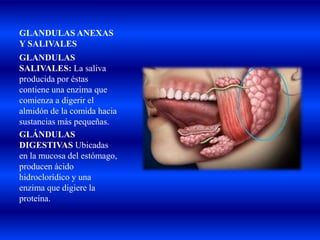 GLANDULAS ANEXAS
Y SALIVALES
GLANDULAS
SALIVALES: La saliva
producida por éstas
contiene una enzima que
comienza a digerir el
almidón de la comida hacia
sustancias más pequeñas.
GLÁNDULAS
DIGESTIVAS Ubicadas
en la mucosa del estómago,
producen ácido
hidroclorídico y una
enzima que digiere la
proteína.
 