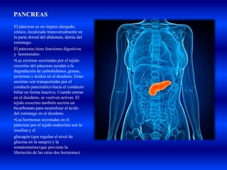 PANCREAS
El páncreas es un órgano alargado,
cónico, localizado transversalmente en
la parte dorsal del abdomen, detrás del
estómago.
El páncreas tiene funciones digestivas
y hormonales:
•Las enzimas secretadas por el tejido
exocrino del páncreas ayudan a la
degradación de carbohidratos, grasas,
proteínas y ácidos en el duodeno. Estas
enzimas son transportadas por el
conducto pancreático hacia el conducto
biliar en forma inactiva. Cuando entran
en el duodeno, se vuelven activas. El
tejido exocrino también secreta un
bicarbonato para neutralizar el ácido
del estómago en el duodeno.
•Las hormonas secretadas en el
páncreas por el tejido endocrino son la
insulina y el
glucagón (que regulan el nivel de
glucosa en la sangre) y la
somatostatina (que previene la
liberación de las otras dos hormonas)
 