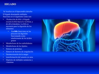 HIGADO
Se localiza en el hipocondrio derecho
El hígado desempeña múltiples
funciones en el organismo como son:
• Producción de bilis: el hígado
excreta la bilis hacia la vía biliar, y
de allí al duodeno. La bilis es
necesaria para la digestión de los
alimentos
• La bilis Interviene en los
procesos de digestión
funcionando como
emulsionante de los ácidos
grasos
• Metabolismo de los carbohidratos
• Metabolismo de los lípidos;
• Síntesis de proteínas
• Síntesis de factores de coagulación
• Desintoxicación de la sangre
• transformación del amonio en urea
• Depósito de múltiples sustancias y
vitaminas
 