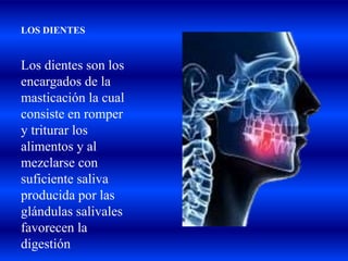 LOS DIENTES
Los dientes son los
encargados de la
masticación la cual
consiste en romper
y triturar los
alimentos y al
mezclarse con
suficiente saliva
producida por las
glándulas salivales
favorecen la
digestión
 