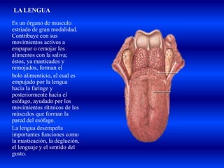 LA LENGUA
Es un órgano de musculo
estriado de gran modalidad.
Contribuye con sus
movimientos activos a
empapar o remojar los
alimentos con la saliva;
éstos, ya masticados y
remojados, forman el
bolo alimenticio, el cual es
empujado por la lengua
hacia la faringe y
posteriormente hacia el
esófago, ayudado por los
movimientos rítmicos de los
músculos que forman la
pared del esófago.
La lengua desempeña
importantes funciones como
la masticación, la deglución,
el lenguaje y el sentido del
gusto.
 