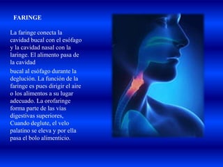 FARINGE
La faringe conecta la
cavidad bucal con el esófago
y la cavidad nasal con la
laringe. El alimento pasa de
la cavidad
bucal al esófago durante la
deglución. La función de la
faringe es pues dirigir el aire
o los alimentos a su lugar
adecuado. La orofaringe
forma parte de las vías
digestivas superiores,
Cuando deglute, el velo
palatino se eleva y por ella
pasa el bolo alimenticio.
 