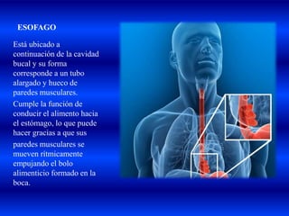 ESOFAGO
Está ubicado a
continuación de la cavidad
bucal y su forma
corresponde a un tubo
alargado y hueco de
paredes musculares.
Cumple la función de
conducir el alimento hacia
el estómago, lo que puede
hacer gracias a que sus
paredes musculares se
mueven rítmicamente
empujando el bolo
alimenticio formado en la
boca.
 