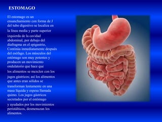 ESTOMAGO
El estomago es un
ensanchamiento con forma de J
del tubo digestivo se localiza en
la línea media y parte superior
izquierda de la cavidad
abdominal, por debajo del
diafragma en el epigastrio,
Continúa inmediatamente después
del esófago. Los músculos del
estómago son muy potentes y
producen un movimiento
ondulatorio que hace que
los alimentos se mezclen con los
jugos gástricos; así los alimentos
que antes eran sólidos se
transforman lentamente en una
masa líquida y espesa llamada
quimo. Los jugos gástricos
secretados por el estómago
y ayudados por los movimientos
peristálticos, desmenuzan los
alimentos.
 