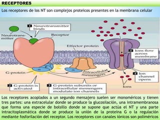 RECEPTORES
Los receptores de los NT son complejos proteicos presentes en la membrana celular
Los receptores acoplados a un segundo mensajero suelen ser monoméricos y tienen
tres partes: una extracelular donde se produce la glucosilación, una intramembranosa
que forma una especie de bolsillo donde se supone que actúa el NT y una parte
intracitoplasmática donde se produce la unión de la proteína G o la regulación
mediante fosforilación del receptor. Los receptores con canales iónicos son poliméricos
 