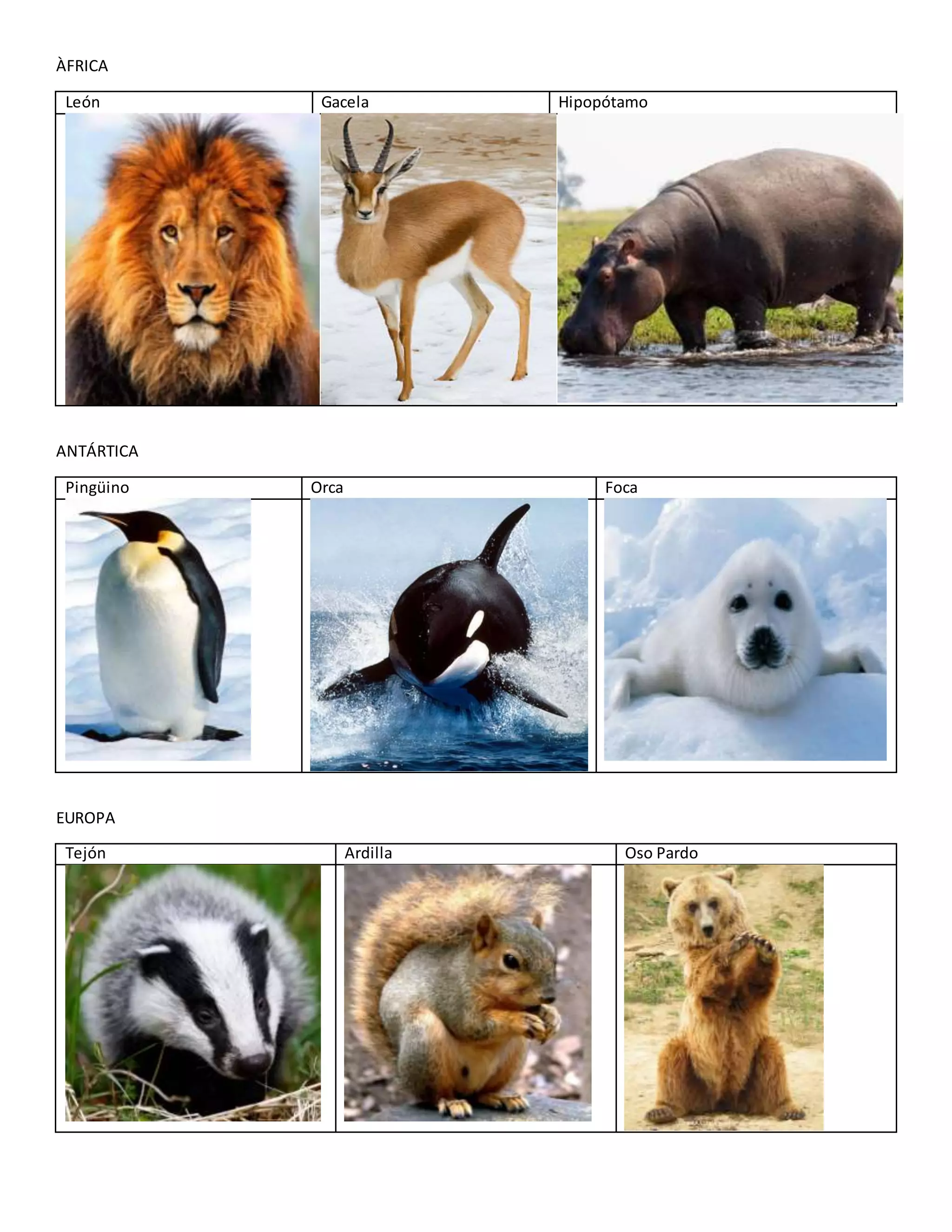 ÀFRICA
León Gacela Hipopótamo
ANTÁRTICA
Pingüino Orca Foca
EUROPA
Tejón Ardilla Oso Pardo