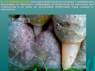 8.- AUTORREGULACION:8.- AUTORREGULACION: APLICAR ESTRATEGIAS DE ESTUDIO Y APRENDIZAJEAPLICAR ESTRATEGIAS DE ESTUDIO Y APRENDIZAJE
REVISANDO EL PROCESO Y GENERANDO ALTERNATIVAS DE SOLUCION QUEREVISANDO EL PROCESO Y GENERANDO ALTERNATIVAS DE SOLUCION QUE
CONDUZCAN A LA TOMA DE DECISIONES OPORTUNAS PARA LOGRAR ELCONDUZCAN A LA TOMA DE DECISIONES OPORTUNAS PARA LOGRAR EL
PROPOSITO.PROPOSITO.
 