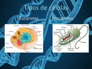 Tipos de células
Eucariotas Procariotas
 