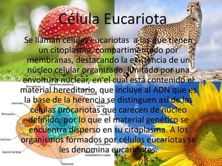 Célula Eucariota
Se llaman células eucariotas a las que tienen
un citoplasma, compartimentado por
membranas, destacando la existencia de un
núcleo celular organizado, limitado por una
envoltura nuclear, en el cual está contenido el
material hereditario, que incluye al ADN que es
la base de la herencia​ se distinguen así de las
células procariotas que carecen de núcleo
definido, por lo que el material genético se
encuentra disperso en su citoplasma. A los
organismos formados por células eucariotas se
les denomina eucariontes.
 