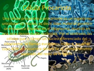 Célula Procariota
Una célula procariota o procarionte es un organismo
unicelular sin núcleo, es decir, cuyo material genético
se encuentra disperso en el citoplasma, reunido en
una zona denominada nucleoide.​ Por el contrario, las
células que sí tienen un núcleo diferenciado del
citoplasma, se llaman eucariotas, es decir, aquellas
cuyo ADN se encuentra dentro de un compartimento
separado del resto de la célula.
 