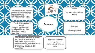 Tetanos
Susceptibilidad del huésped
personas no vacunadas (Baja
respuesta immune)
Personas enfermas y bebes
Agente
bacteria clostridium
tetani
Reservorio
Animales y humanos
Puerta de salida del
agente
Por la excreción ( heces,
orina)
Mecanismos de transmisión
inoculación accidental de las
esporas con elementos
cortantes o punzantes
contaminados, mordeduras de
animales y picadura de
insectos.
Puerta de entrada del
agente
heridas punzantes y
heridas abiertas con
abundante tejido
afectado
 