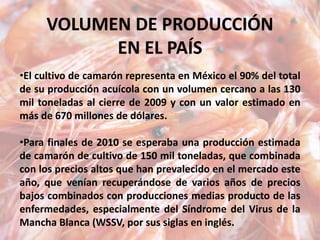 VOLUMEN DE PRODUCCIÓN
EN EL PAÍS
•El cultivo de camarón representa en México el 90% del total
de su producción acuícola con un volumen cercano a las 130
mil toneladas al cierre de 2009 y con un valor estimado en
más de 670 millones de dólares.
•Para finales de 2010 se esperaba una producción estimada
de camarón de cultivo de 150 mil toneladas, que combinada
con los precios altos que han prevalecido en el mercado este
año, que venían recuperándose de varios años de precios
bajos combinados con producciones medias producto de las
enfermedades, especialmente del Síndrome del Virus de la
Mancha Blanca (WSSV, por sus siglas en inglés.
 