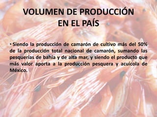 VOLUMEN DE PRODUCCIÓN
EN EL PAÍS
• Siendo la producción de camarón de cultivo más del 50%
de la producción total nacional de camarón, sumando las
pesquerías de bahía y de alta mar, y siendo el producto que
más valor aporta a la producción pesquera y acuícola de
México.
 