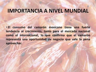 IMPORTANCIA A NIVEL MUNDIAL
• El consumo del camarón mexicano tiene una fuerte
tendencia al crecimiento, tanto para el mercado nacional
como el internacional, lo que confirma que el camarón
representa una oportunidad de negocio que vale la pena
aprovechar.
 